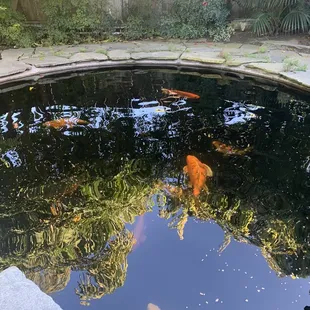 koi fish