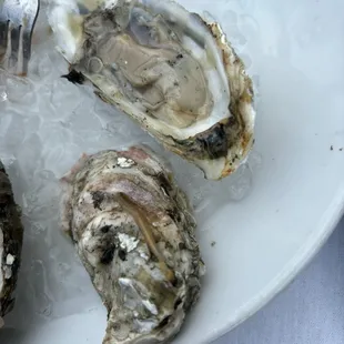 worms in my oysters