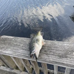 Newport News Park