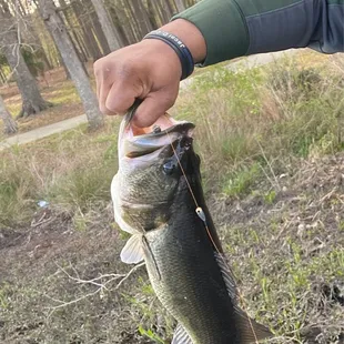 Great size and he or she had a great attitude too lol. Catch and release