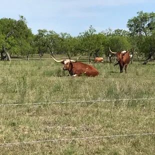Beef