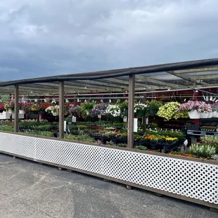 Huge selection of hanging baskets