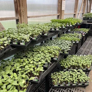 Tomato and vegetable plants