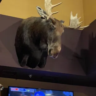 a moose head mounted on a wall