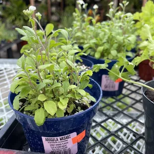 7/2022 arugula wasabi