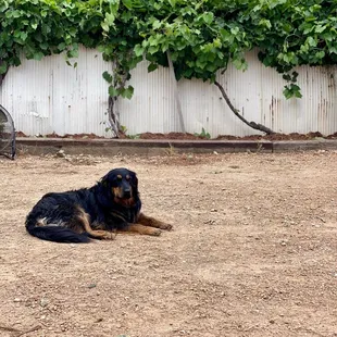 a dog laying on the ground