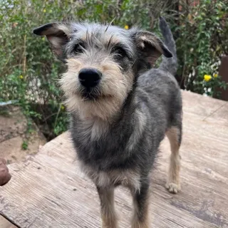 Atún B.