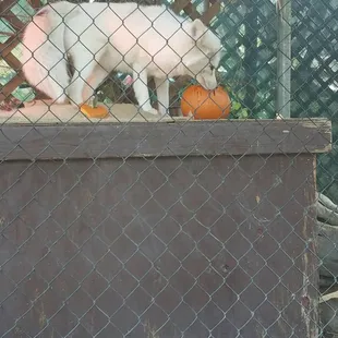 Donate to local zoo and rescues! The animals love pumpkins!