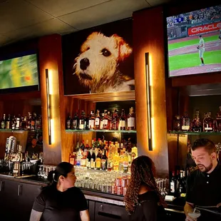a dog on the wall behind the bar