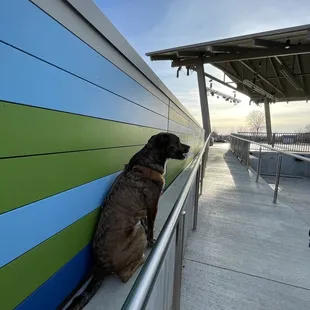 a dog sitting on a bench