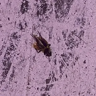 Dead cricket