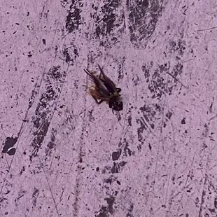 Dead cricket on the floor. Been there a minute for sure