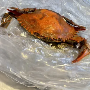 Medium Size boiled Blue Crabs