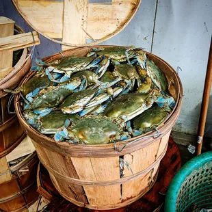 Live Choptank River Crabs