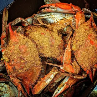 Steamed Maryland Crabs