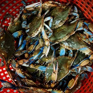 Live Maryland Crabs