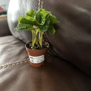 New Nick's find - A coffee plant!