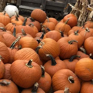 Huge selection of pumpkins.
