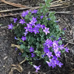 Looks so lovely in my garden