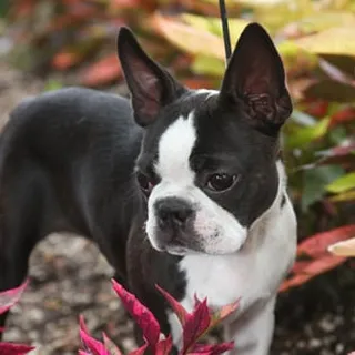 Rose H.