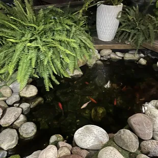 Koi fish pond.