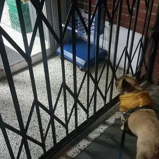 Cornwallis&apos; favorite place to walk to- he loves to visit his uncle Louie and uncle Charlie!  He&apos;s so bummed when Nick&apos;s is closed