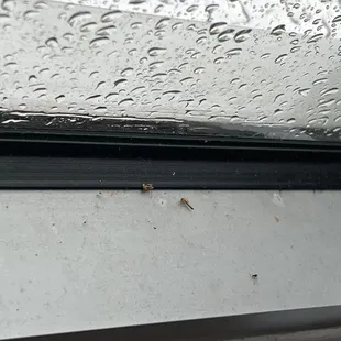 Dead bugs. They don&apos;t clean
