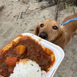 a dog looking up at a plate of food