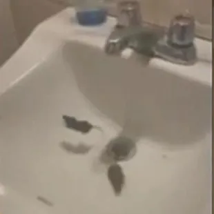 Mice in the restaurant