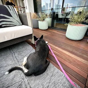 Nido's beautiful lounge is dog friendly