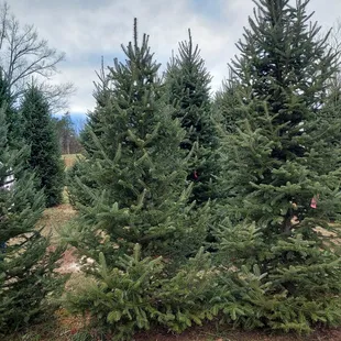 Canaan Fir trees you can cut yourself.