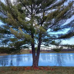 View of the pond on the tree farm.