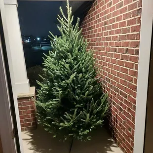 Our Canaan Fir tree!