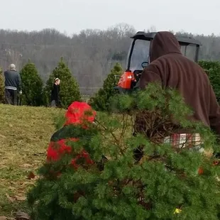 And carry it on the tractor to the barn