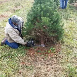 They come and cut tree for you if you like