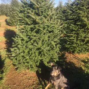 Cheddar picked this tree out herself.