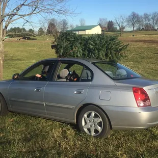 They cut it and tie it on for you.  All you have to do is pick it out.