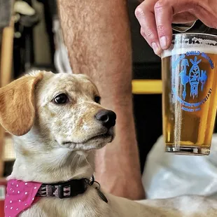 a dog with a pint of beer