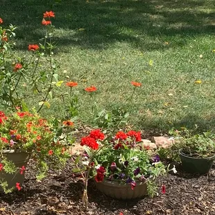 red flowers in a garden