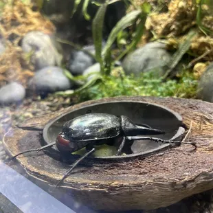 a beetle in a bowl on a rock