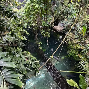 a stream in a tropical garden