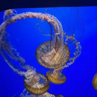 a group of jellyfish swimming in an aquarium