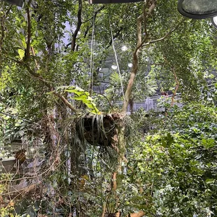 a hanging plant in a tree