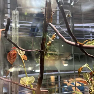 a branch of a tree with leaves in a glass case