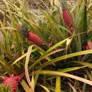 Baby pineapples