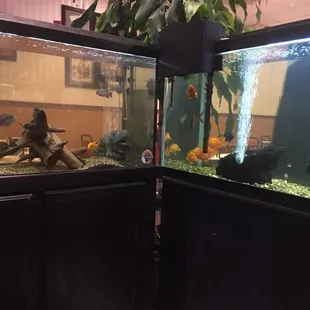 Fish tanks