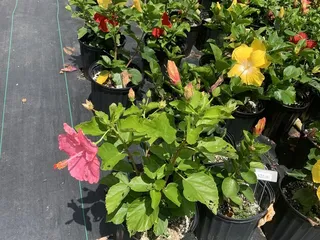 The Plant Place