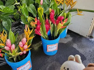 Koolau Farmers