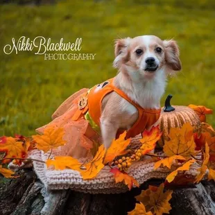 #animal #portraiture