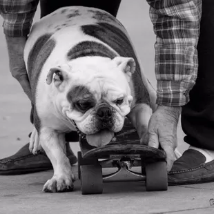 #mossimo #skateboardingdog